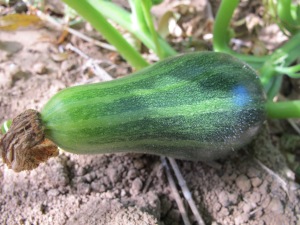 GREEN baby courgette 4 inches in August 17-8-13