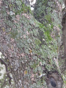oak and pale green lichen2 26-3-13