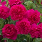 thomas a becket - photo david austin roses 27-5-13