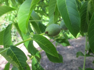 baby walnuts4 9-5-14