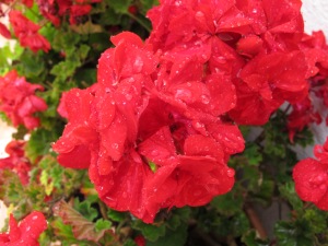 raindrops on geranium 1-6-14