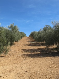 line of olive trees - up our track 12-10-13 (2)