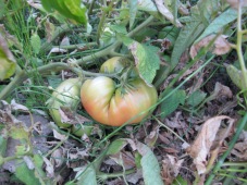 tomatoes in the huerta2 24-8-14