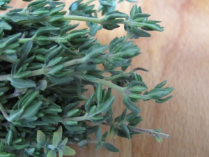 thyme - close-up 19-10-14