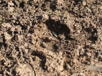 boar footprint2 11-2-15
