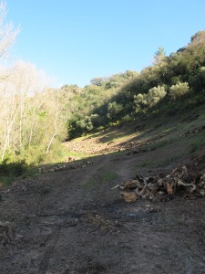 felled olive trees1 15-3-13 (2)