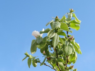 pink buds - quince4 5-4-15