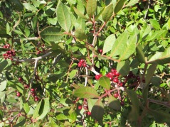 red berries - identify2 11-2-15
