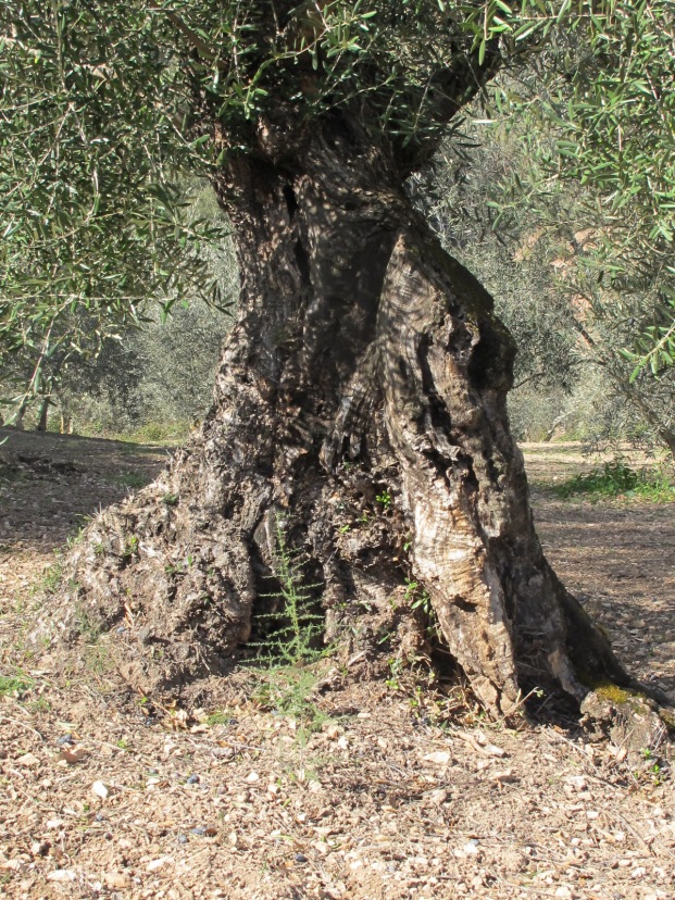 olive tree, triangular shaped trunk 11-2-15