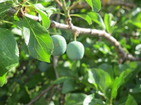 a poor fruit crop - plums1 26-6-13 (2)