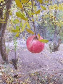 hanging pomegranate 15-12-15