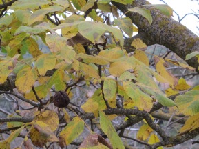 wrinkled walnuts on the tree 15-12-15