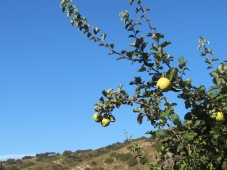 quince on the tree1 23-9-15