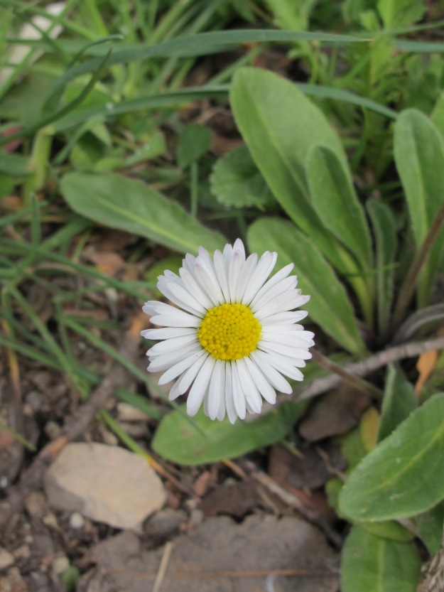 white wildflower - daisy 23-3-16