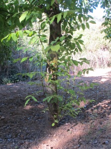 walnut, whips need pruning to strengthen tree