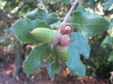 acorns on tree