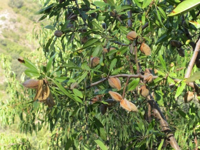 almonds left on tree2