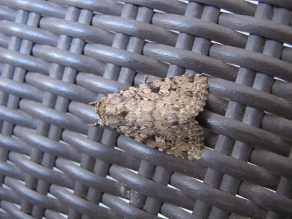 moth1