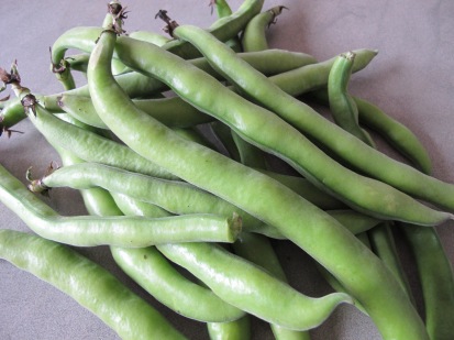 broad beans in pods - photo @Spanish_Valley