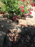 petals on the steps - elfa & pomegranate